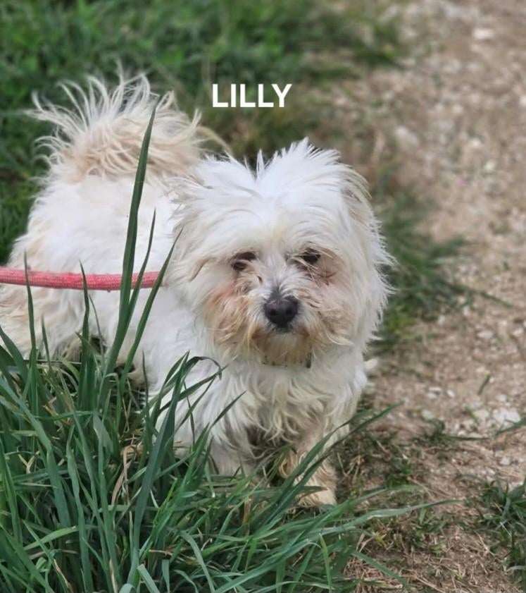 Lilly zoekt baasje, Dieren en Toebehoren, Maltezer, Particulier, Buitenland, Teef