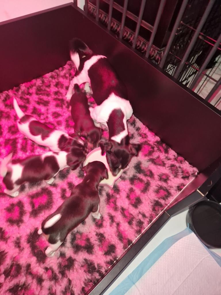 Nog maar 1  mooie kleine jack russel teefje, Dieren en Toebehoren, Jack Russell Terriër, 8 tot 15 weken, Teef, Meerdere