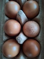 Broedeieren Barnevelder, Dieren en Toebehoren, Pluimvee, Geslacht onbekend, Kip