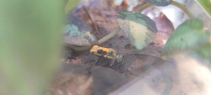Phyllobates bicolor nakweek Frog - unknown for sale from Jordy