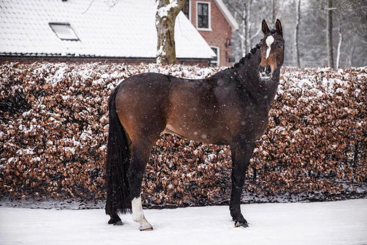 12 jarige eerlijke dressuur ruin, Dieren en Toebehoren, Paarden, Ruin, B, 170 tot 175 cm, 11 jaar of ouder, Dressuurpaard, Met stamboom