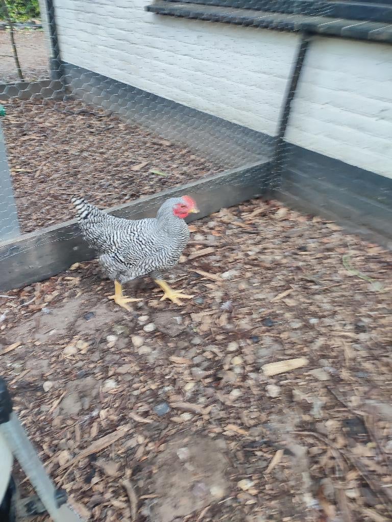 Amrock haan - groot ras, Dieren en Toebehoren, Pluimvee, Mannelijk, Kip