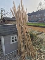 Grote Pampasgras Pluimen - Decoratief en Sfeervol, Volle zon, Vaste plant, Siergrassen, Ophalen of Verzenden