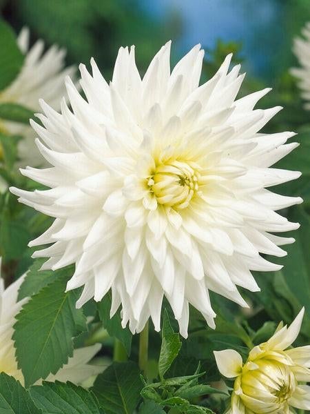 Witte Dahlia 'My Love' Knollen - Prachtige Zomerbloeier, Tuin en Terras, Planten | Tuinplanten, Overige soorten, Volle zon, Vaste plant