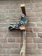 Duiven, Meerdere dieren