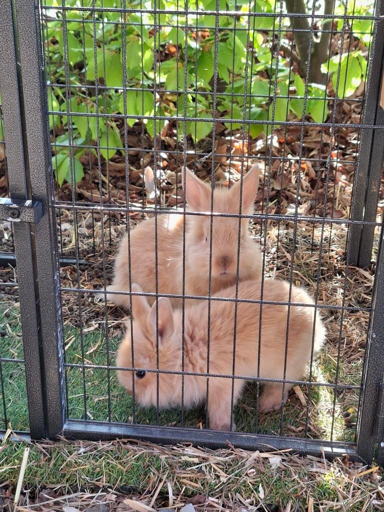 Leeuwenkop konijntjes, Meerdere dieren, Dwerg