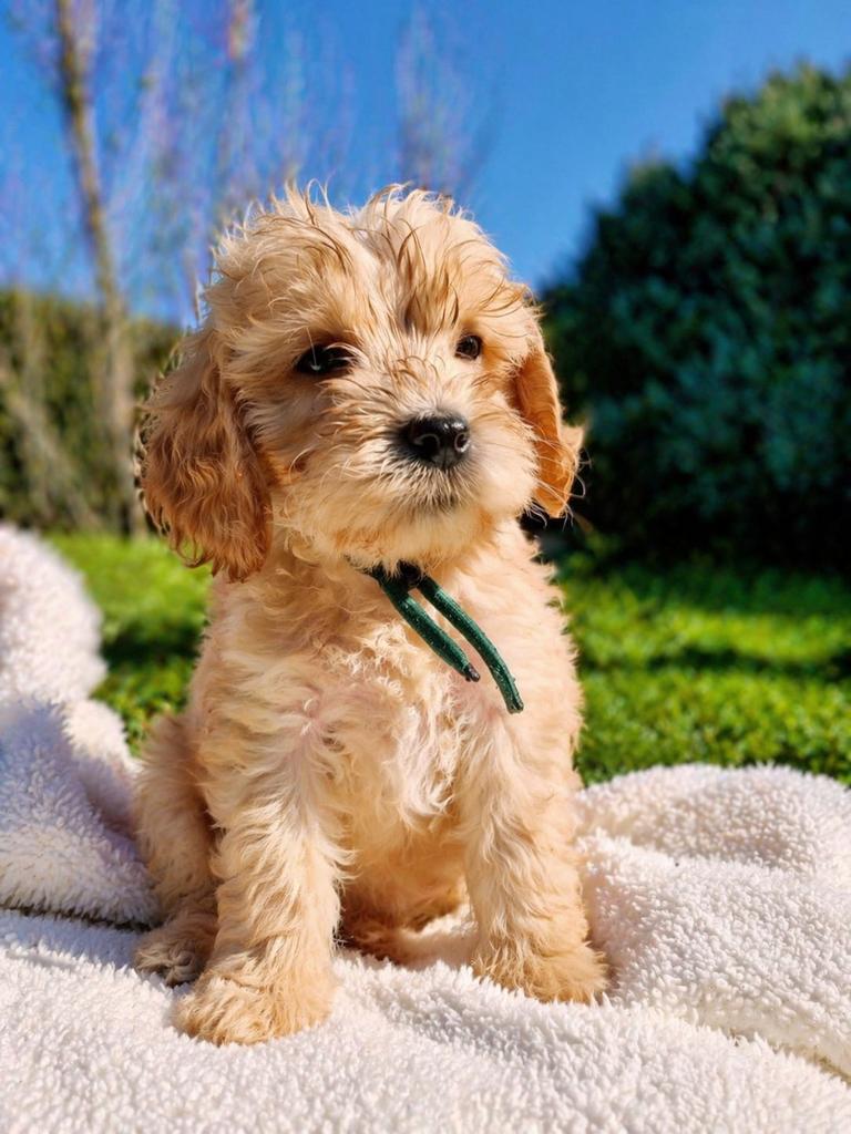 Huiskamernest cockapoo puppy’s zwart/merle/golden/blond, Dieren en Toebehoren, Overige rassen, 8 tot 15 weken, Parvo, Meerdere