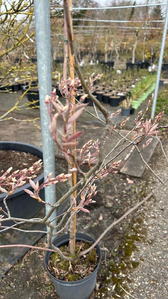 Amelanchier lamarckii - Krentenboomje 150-175cm in 10L pot, Tuin en Terras, Overige soorten, Lente, 100 tot 250 cm, Ophalen
