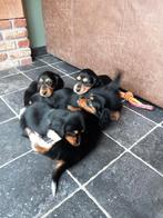 Langharige dwergteckel pups, Black&Tan en Bond., Dieren en Toebehoren, Parvo, 8 tot 15 weken, Dwerg, Langhaar