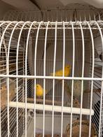 Koppel kanaries met kooi 50 euro, Meerdere dieren, Parkiet