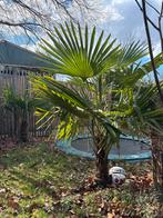 Tweemaal palmboom, Bloeit niet, 100 tot 250 cm, Palmboom, Ophalen