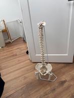 Anatomisch Wervelkolom Model met Bekken en Standaard, Ophalen of Verzenden, Zo goed als nieuw