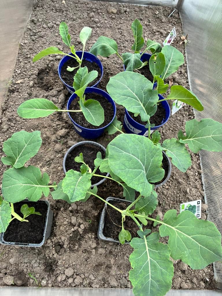 Bloemkool en broccoli planten, Ophalen, Eenjarig, Groenteplanten, Volle zon