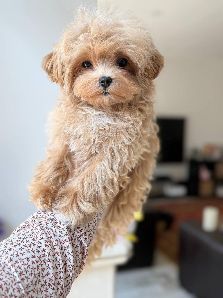 Prachtige Maltipoo F1 pup ( Maltezer / Asian Toy Poedel ), Dieren en Toebehoren, Honden | Chihuahua's en Gezelschapshonden, Particulier