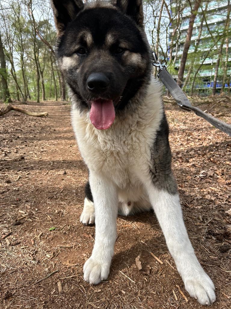 Amerikaanse akita 9 maanden, 13 inch, Nieuw, 4 Ghz of meer, Ophalen