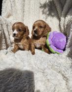 Cavapoo pups  Maltipoo  Boomer, Overige rassen, 8 tot 15 weken, Meerdere, Meerdere dieren