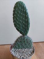 Opuntia Leucotricha - Schijfcactus / Konijnenoor H: 43 cm., Huis en Inrichting, Kamerplanten, Ophalen, Halfschaduw, Cactus, Minder dan 100 cm