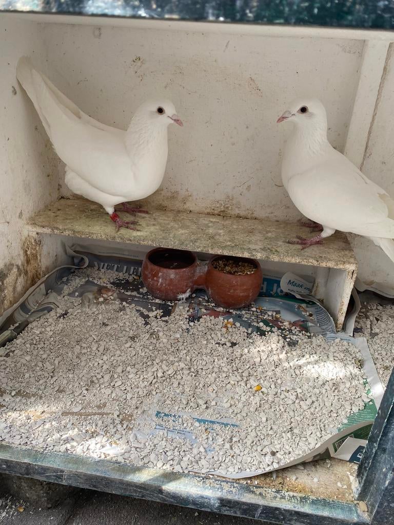 Bruidsduiven te huur, Dieren en Toebehoren, Vogels | Duiven, Postduif, Mannelijk