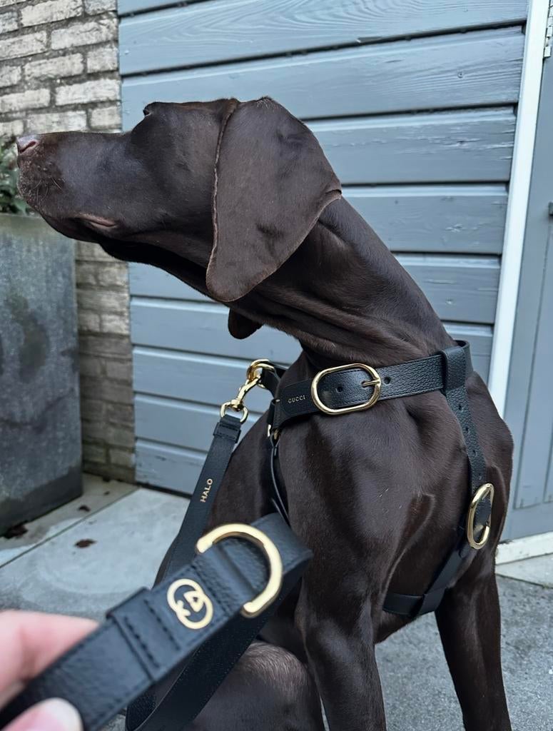 Gucci hondenriem & hondentuigje (riem/tuigje), Dieren en Toebehoren, Honden-accessoires, Ophalen of Verzenden, Zo goed als nieuw
