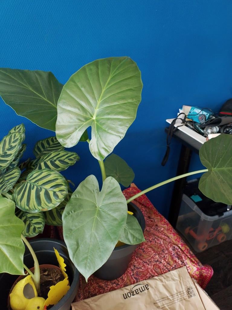 Alocasia calidora, Alocasia portadora en een Alocasia poly, Ophalen, Halfschaduw, Minder dan 100 cm