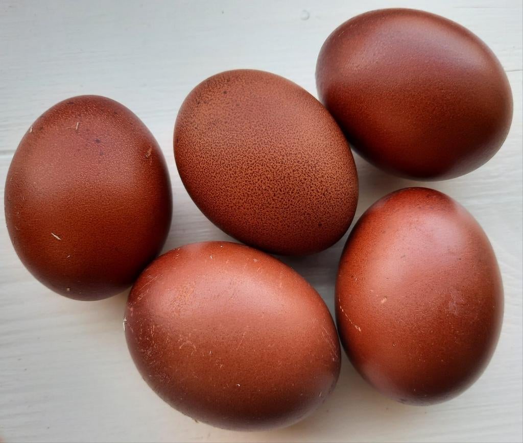 Raszuivere Marans broedeieren  Zwart Koperhalzig, Geslacht onbekend, Kip