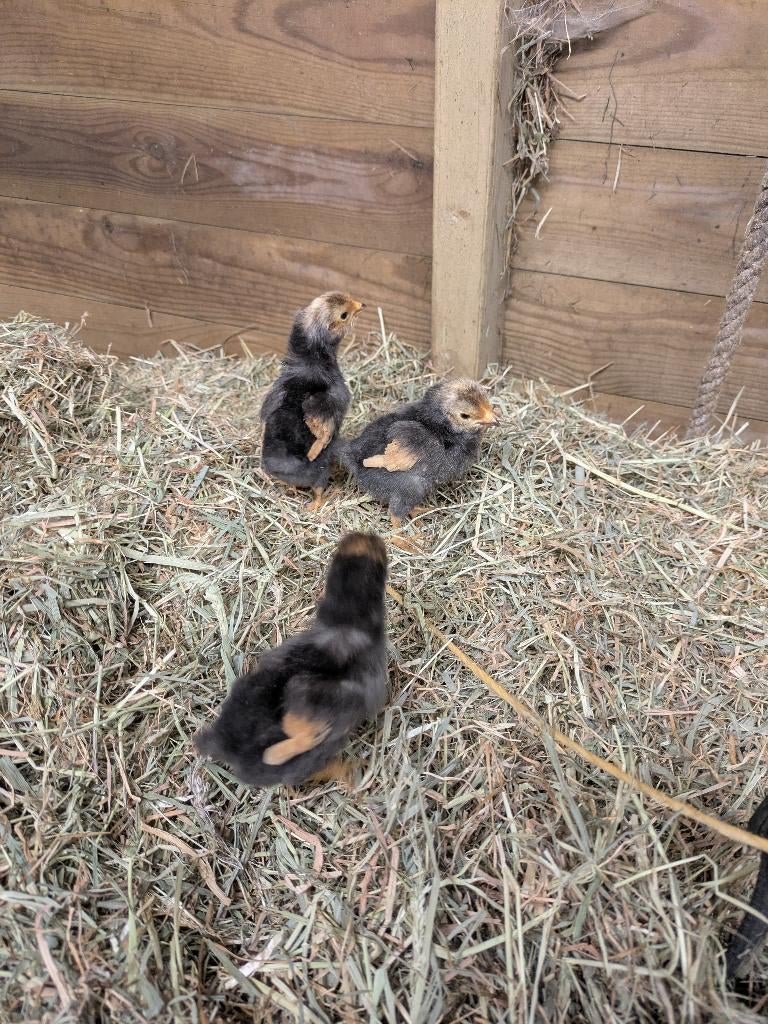 Vorwerk kuikens, Dieren en Toebehoren, Pluimvee, Meerdere dieren, Kip