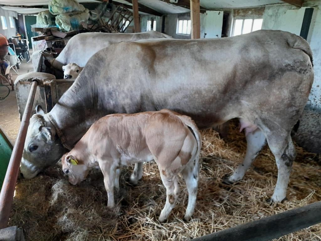 Te koop piemontese koe met vaarskalf  VERKOCHT, Dieren en Toebehoren, Meerdere dieren