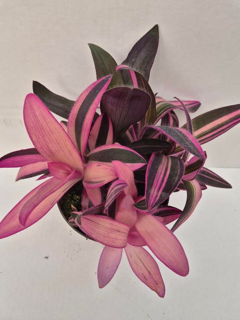 Tradescantia Pink Stripe p12 (16), Huis en Inrichting, Kamerplanten, Ophalen of Verzenden, Halfschaduw, Minder dan 100 cm