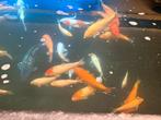 Japanse koi eigen kweek dringend weg!!, Dieren en Toebehoren, Vissen | Vijvervissen, Karper of Koi