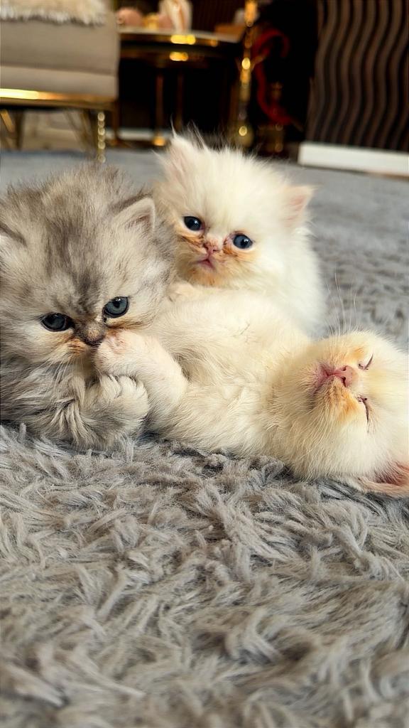 6 -Lieve kittens ter adoptie – wit & lichtgrijs, Dieren en Toebehoren, 0 tot 2 jaar