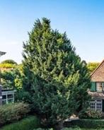 Taxus boomstam voor planken Taxushout taxusplanken, Bloeit niet, Overige soorten, 400 cm of meer, Ophalen