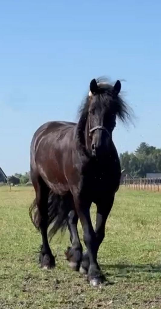 Fries paard te lease aangeboden, Ruiter of Bijrijder