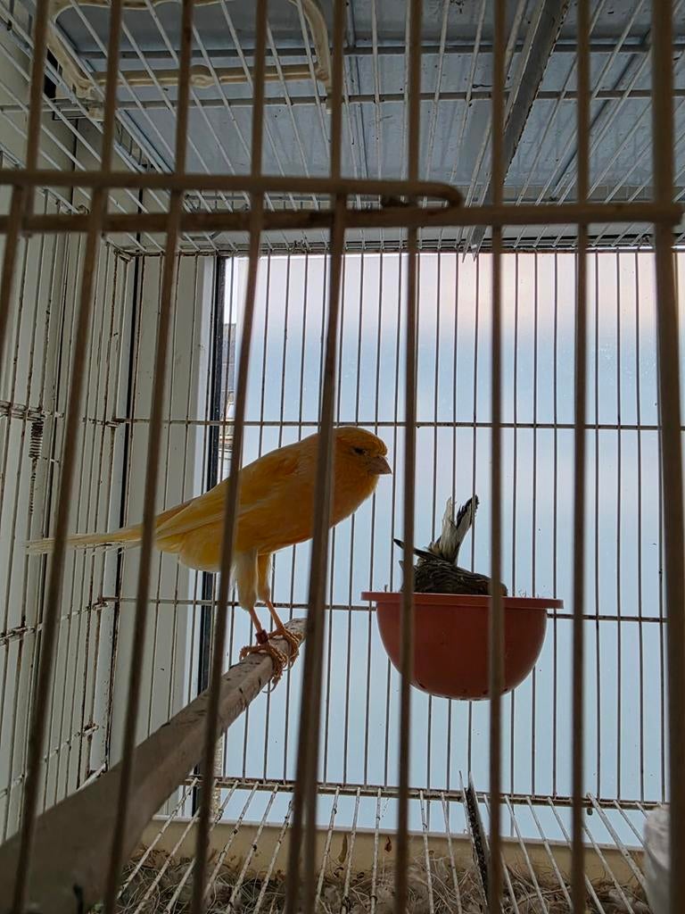 Yorkshire te koop, Dieren en Toebehoren, Mannelijk