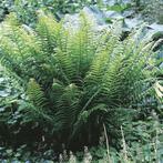 GEZOCHT: Varens groot of klein, Ophalen, Halfschaduw