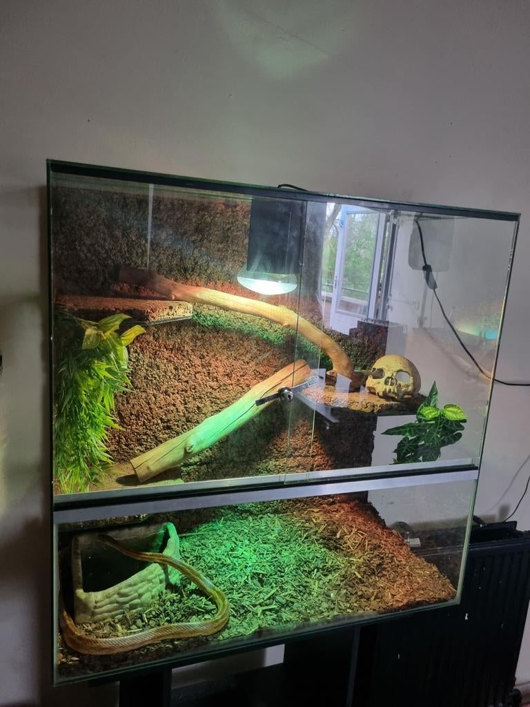 **Prachtig terrarium met 2 handtamme rattenslangen (koppel), Ophalen, Gebruikt