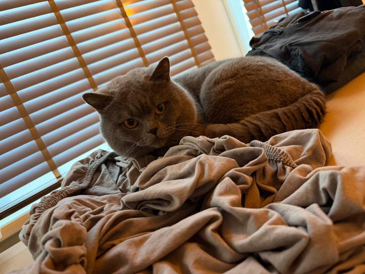 Mannelijke Britse Korthaar, Dieren en Toebehoren, Katten en Kittens | Raskatten | Korthaar, Kater, 6 jaar of ouder, Ingeënt