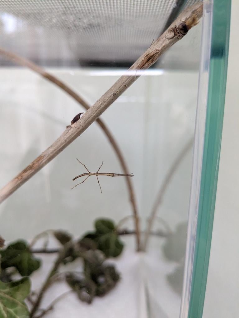 Baby (Indische) wandelende takken, Wandelende tak
