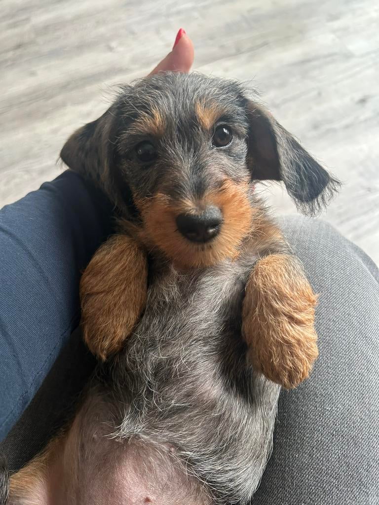 Ruwharige Teckel puppy's, Kaninchen, 8 tot 15 weken, Parvo, Meerdere