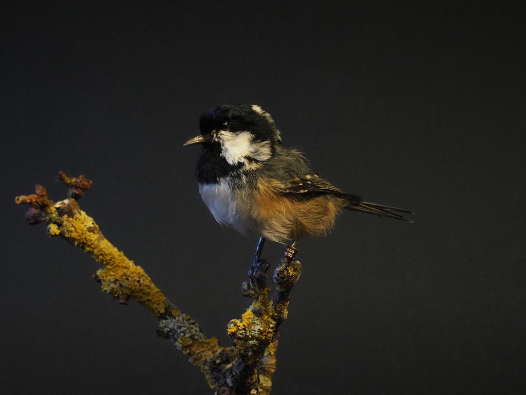 Opgezette Zwarte Mees, Ophalen of Verzenden, Nieuw, Vogel, Opgezet dier