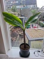 Musa grand nain orginelele chequitta banaan, Ophalen of Verzenden, In pot, Halfschaduw, Minder dan 100 cm