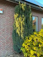 Grote Zuilboom (Conifeer) - Gratis, Tuin en Terras, Bloeit niet, 250 tot 400 cm, Zuilboom, Ophalen