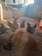 Noord Hollandse blauwe broedeieren, Dieren en Toebehoren, Pluimvee, Geslacht onbekend, Kip