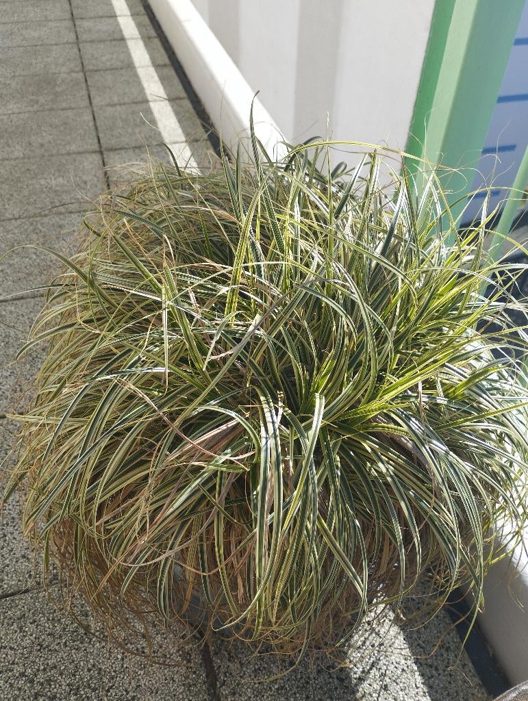 Buitenplant carex 'feather falls', Ophalen, Vaste plant, Siergrassen, Halfschaduw