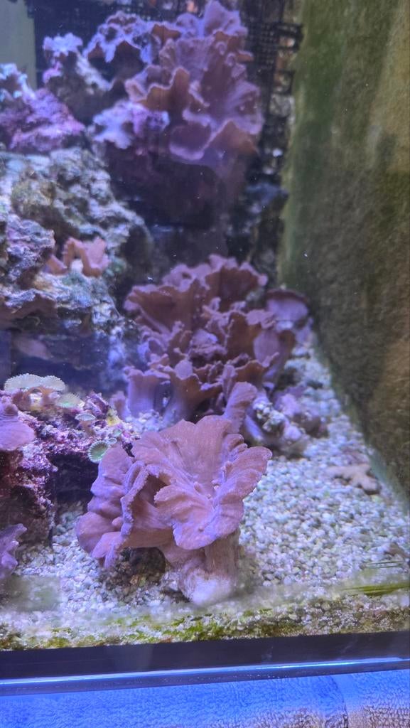 Sinularia dura, Slak of Weekdier, Zoutwatervis