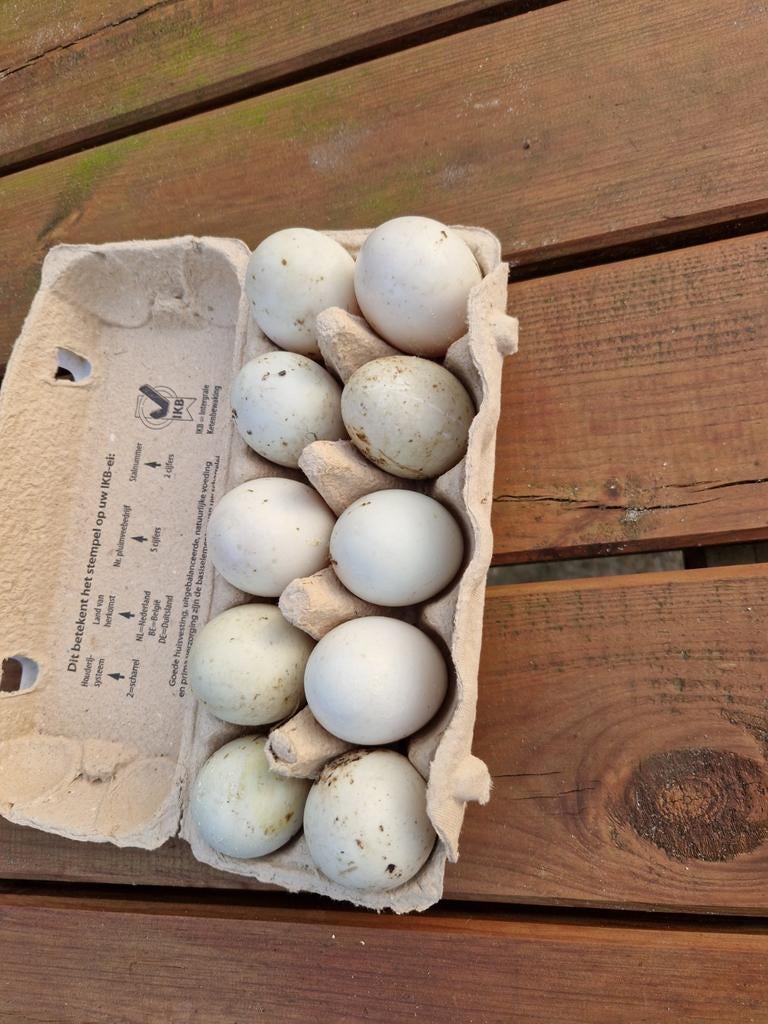 Te koop broedeieren indische loopeend flessenhals eend, Geslacht onbekend, Eend