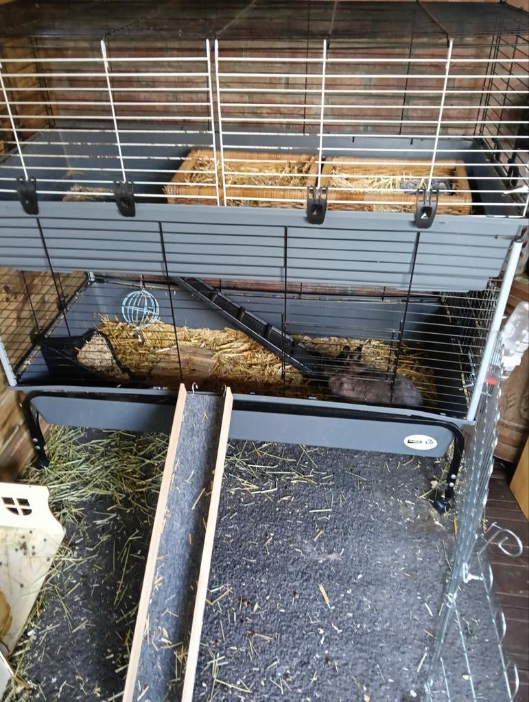 Cavia konijnenkooi, Dieren en Toebehoren, Kooi, 75 tot 110 cm, Cavia, Ophalen