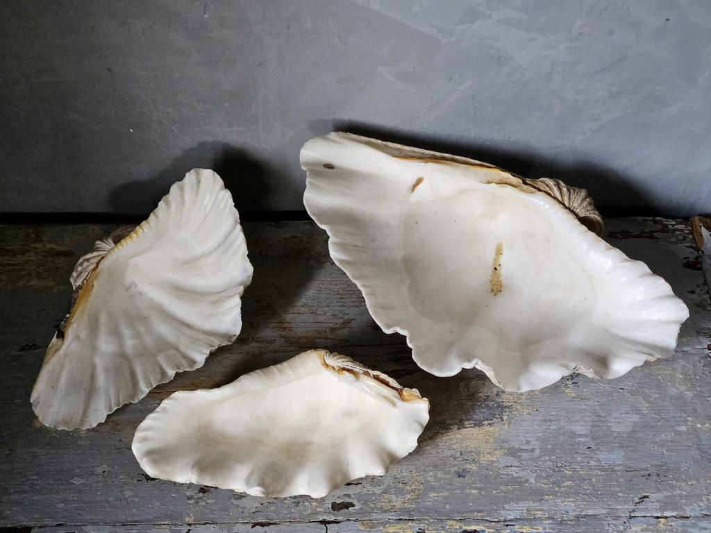 3 doopvontschelpen, Antiek en Kunst, Curiosa en Brocante, Ophalen of Verzenden