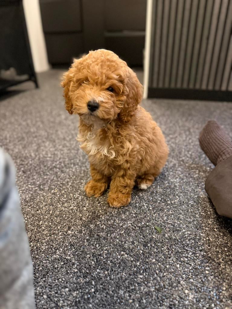 Te koop lieve speelse puppy  poedel reutje, Dieren en Toebehoren, Honden | Chihuahua's en Gezelschapshonden, Reu, Poedel, Particulier