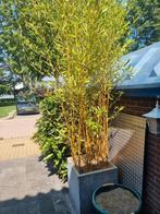 zeldzame gele stam bamboe in kunstof pot, Vaste plant, Bloeit niet, Halfschaduw, Ophalen