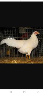 Yokohama wit broedeieren., Dieren en Toebehoren, Pluimvee, Geslacht onbekend, Kip